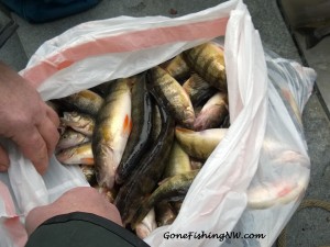 Big Bag of Lake Washington Perch