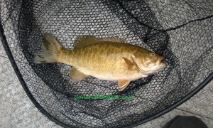 Lake Washington Smallmouth Bass