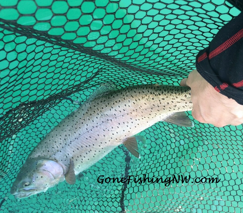 Omak Lake Cutthroat caught in very clear water