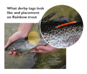 WDFW Derby Tagged Fish