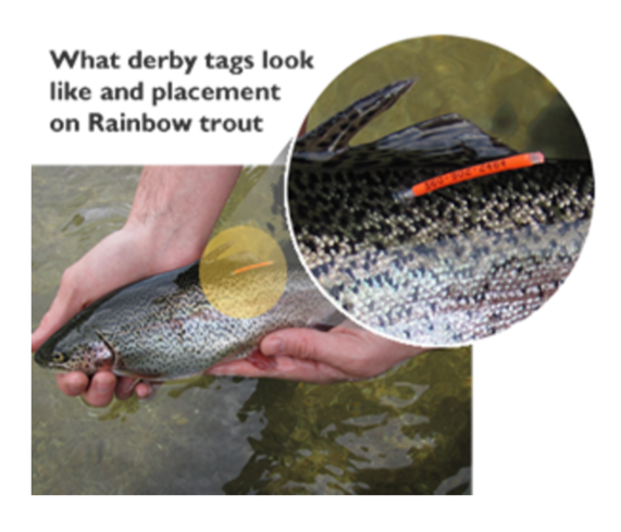 Washington tags trout for derby prizes