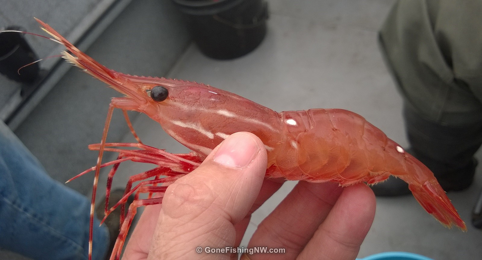 How To Catch Your Limit Of Spot Shrimp – Gone Fishing Northwest