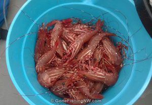 Bucket of 80 spot shrimp