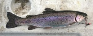 Typical Lake Roesiger Trout