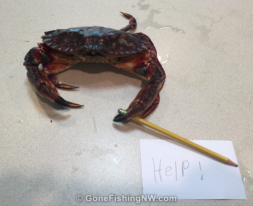 Red Rock Crab Pleas for help